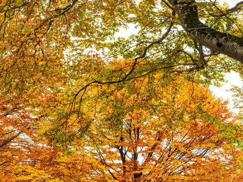 Autumn forest canopy showing vibrant orange and yellow foliage creates a peaceful nature tourism destination during the colorful fall season at the Predil lake, Julian Alps, Tarvisio, Friuli, Italy.