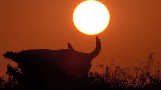 A bull's skull on top of a steppe mound against the rising sun. A symbol of royalty and eternity