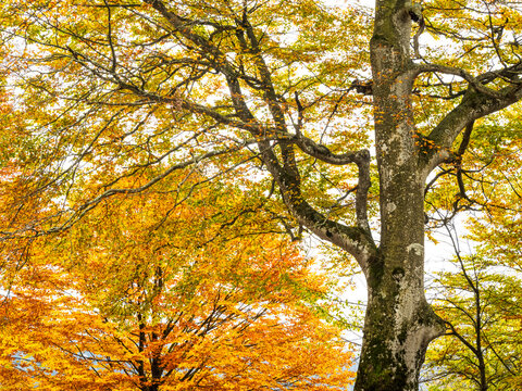 Autumn foliage trees grow in a dense mountain forest, representing popular tourism and nature destination exploration, located at Predil lake, Julian Alps, Tarvisio, Friuli, Italy, Europe.