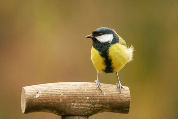 Kohlmeise (Parus major) © Winfried Rusch