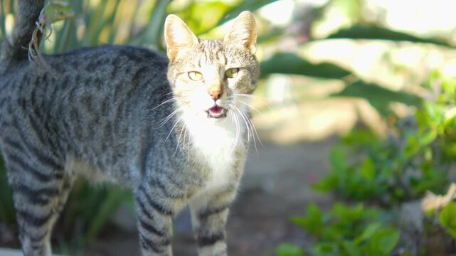 A curious tabby cat exploring its surroundings outdoors in 4K slow motion 120fps