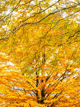 Yellow autumn foliage of a deciduous tree branches with vibrant seasonal colors represents outdoor tourism and nature exploration, at Predil lake, Julian Alps, Tarvisio, Friuli, Italy, Europe.