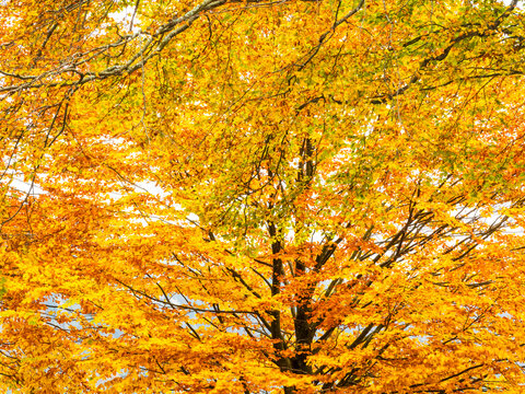 Vibrant autumn tree canopy with dense golden foliage provides a nature tourism concept for outdoor exploration in the lush mountain woods at Predil lake, Julian Alps, Tarvisio, Friuli, Italy.