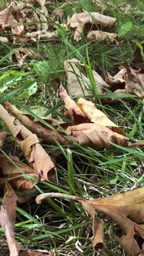 Close up of a brown caterpillar slowly crawling on a vibrant green blade of grass, navigating through a bed of dry, fallen autumn leaves covering the forest floor