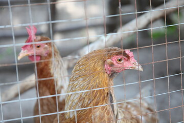 Two brown hens behind wire mesh fence on a farm, close-up portrait of domestic chickens with red combs © Nur_Motion