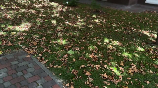 Dappled sunlight shining through tree leaves creating moving shadows on the green grass with fallen autumn foliage next to a cobblestone pavement on a breezy day