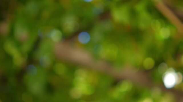 A dreamy bokeh effect with blurred green tree branches and sunlight filtering through in 4K slow motion 120fps