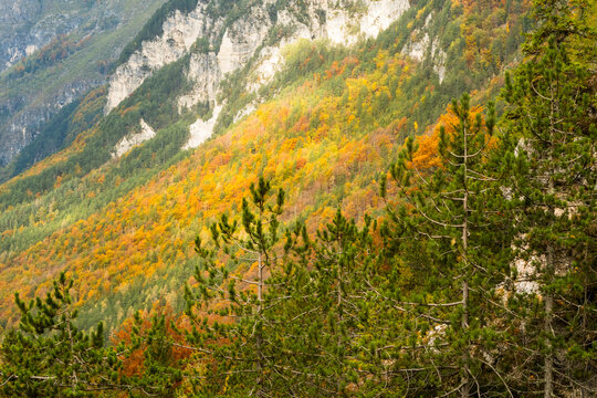 Autumn mountain landscape with vivid colorful trees and dense coniferous forest shows a wild tourism destination for outdoor exploration, Sella Nevea, Julian Alps, Chiusaforte, Friuli, Italy.