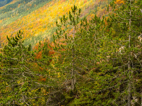 Coniferous trees stand over a dense mountain forest with vibrant autumn foliage, ideal for nature tourism and great wild exploration in Sella Nevea, Julian Alps, Chiusaforte, Friuli, Italy.