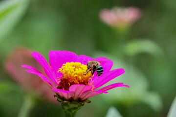 Bright pink zinnia flower with yellow center and green stripe bee collecting nectar in soft garden background, vibrant pollination scene with shallow depth of field © CoreRock