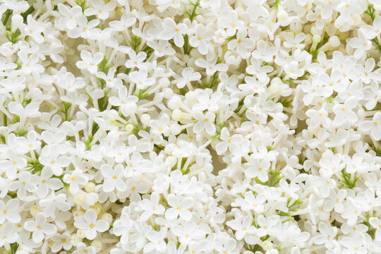 Fresh beautiful white lilac flowers background. Top down view.