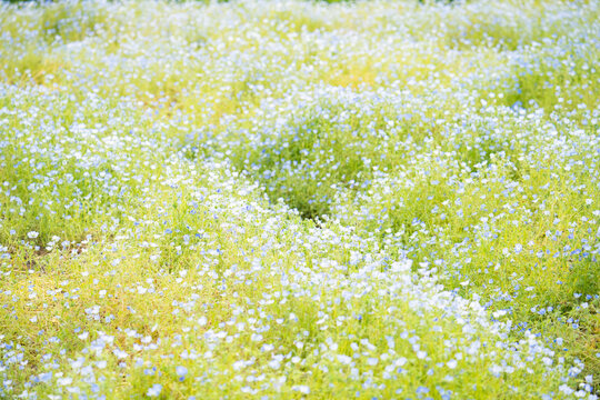 Fleurs de n&eacute;mophile bleu tendre couvrant un champ printanier lumineux