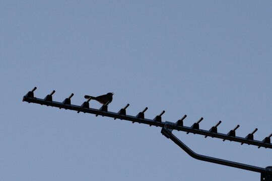 Silhouette d&rsquo;un petit oiseau chantant perch&eacute; sur une antenne de t&eacute;l&eacute;vision