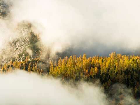 Autumn mountain forest with golden larches emerging from dense fog captures a peaceful nature tourism concept in the rugged alpine wilderness of Sella Nevea, Julian Alps, Chiusaforte, Friuli, Italy.