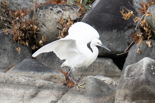 Aigrette garzette d&eacute;ployant ses ailes blanches en marchant sur des rochers de rivi&egrave;re