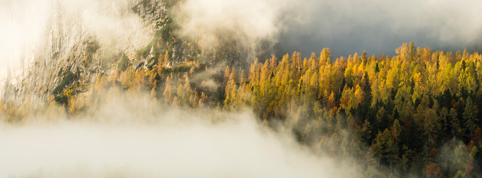 Autumn golden larch forest emerges from heavy fog on steep rocky mountain slopes as a major destination for outdoor nature tourism, Sella Nevea,Julian Alps,Chiusaforte,Friuli,Italy, European Alps.