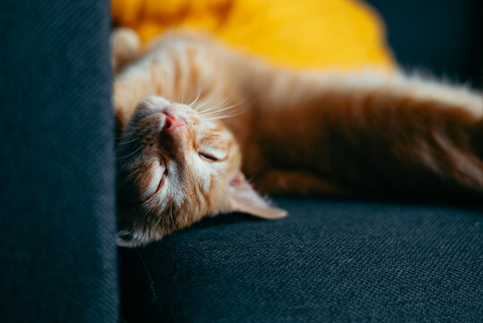 A cat lies on a couch with its eyes closed, showing a relaxed posture. The animal stretches its body, sleepy eyes rolling back