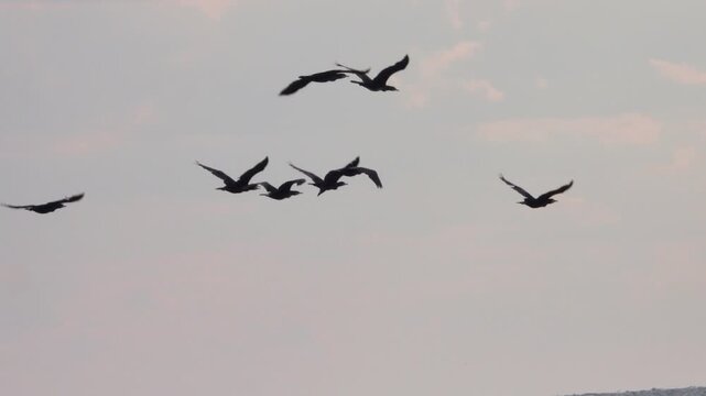 A flock of black cormorants flies over the grey waters of the lagoon