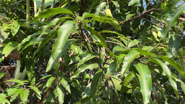 Mango tree foliage develops densely in a rural tropical orchard during August, where growers cultivate healthy vegetation under warm daylight for seasonal production, creating a vibrant natural mood.