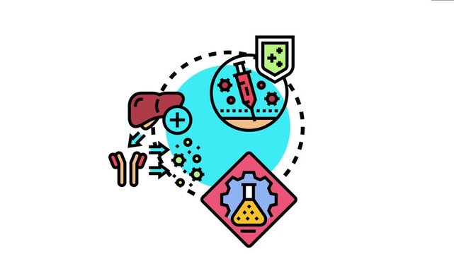 Antibody affinity maturation process the body's immune response, producing targeted antibodies for enhanced protection and disease fighting