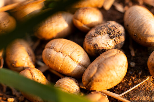 American groundnuts (Apios americana), also known as potato beans or locally referred to in parts of Indonesia as ubi kumili or kentang kleci.