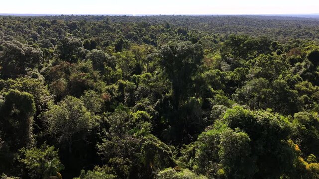 Atlantic Forest canopy in Misiones, Argentina, reveals dense evergreen rainforest with emergent trees and multilayer vegetation inside a protected reserve, slow drone forward flyover.