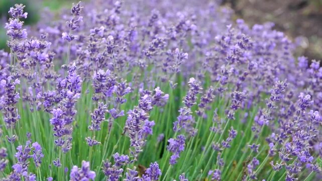 Pleasant blooming lavender for you. Lavender color pink purple is worn by all ladies