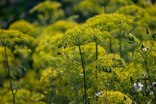 Flowering Dill Plants in Summer Garden