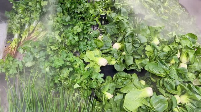 Fresh Leafy Greens and Herbs in Supermarket Produce Section 