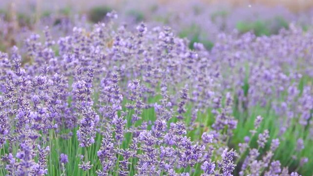 Pleasant blooming lavender for you. Lavender color pink purple is worn by all ladies