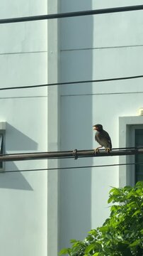 Vertical 4K shot of a Hill Myna bird perched alone on an outdoor electric power line cable on a clear daytime. 