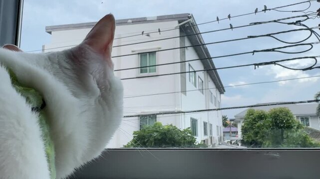 Horizontal 4K video of a white cat opening its mouth and making chattering sounds while watching birds perched on wires outside. 