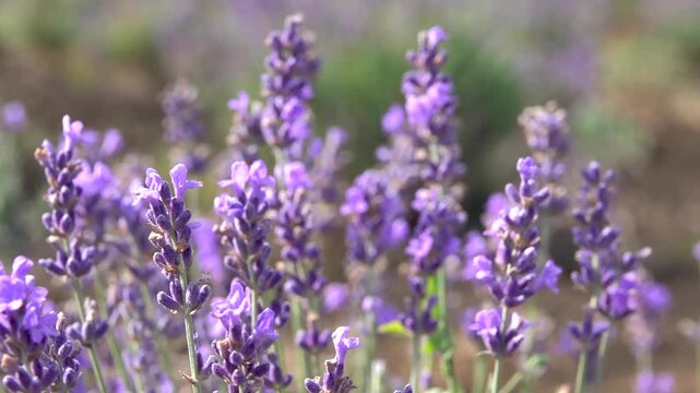 Pleasant blooming lavender for you. Lavender color pink purple is worn by all ladies