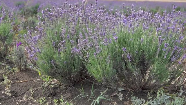 Pleasant blooming lavender for you. Lavender color pink purple is worn by all ladies