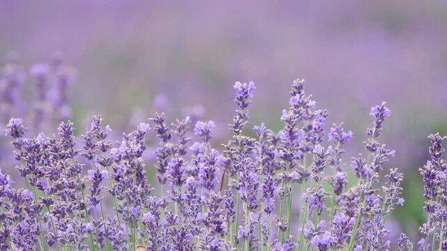 Pleasant blooming lavender for you. Lavender color pink purple is worn by all ladies