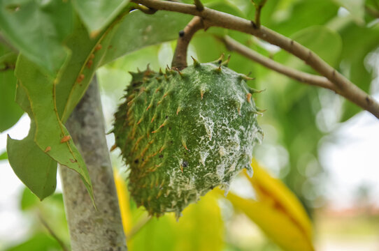 Soursop fruit (*Annona muricata*), also frequently referred to as *nangka belanda* or *durian belanda*.