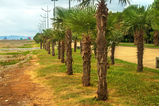 Row of small palm trees growing on alley between walking path and beach in tropical resort park. Georgia, Batumi.