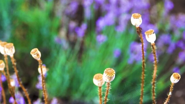 Pleasant blooming lavender for you. Lavender color pink purple is worn by all ladies. The wild poppy (Papaver rhoeas) is ripe