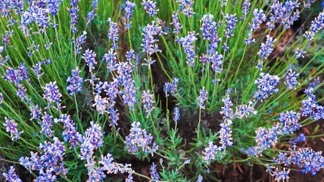 Pleasant blooming lavender for you. Lavender color pink purple is worn by all ladies