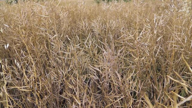The harvest of oilseeds. A field of ripe rapeseed. Dried stems and pods