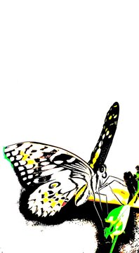 butterfly on a white background