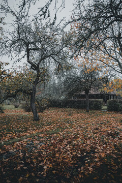 Laane County, Estonia - 31 October 2024: View of Vormsi island in autumn, with bare trees and a carpet of fallen orange leaves covering the ground under an overcast sky.