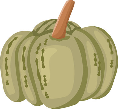 vector illustration of a green pumpkin