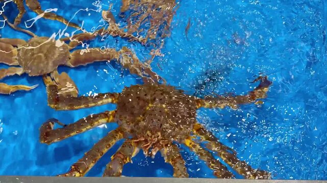 Supermarket Live Seafood Display &ndash; Fresh Crabs, Lobsters, Prawns, Mussels, Clams and Other Shellfish in Aerated Aquarium 