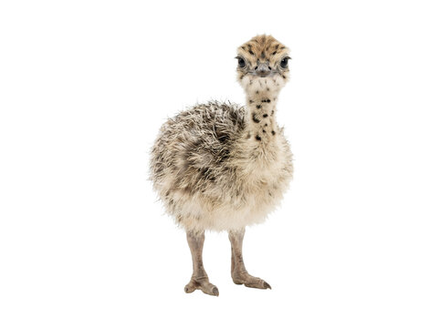 Cute baby ostrich chick standing isolated on white background.