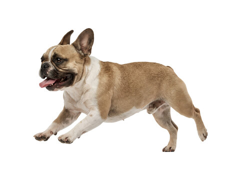 Cute French Bulldog running happily.