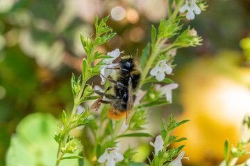 Detailed view of a male red-tailed bumblebee drone (Bombus lapidarius) feeding on winter savory, with typical yellow facial hairs and thoracic collar and characteristic orange-red abdominal tip. © Doris Steiner