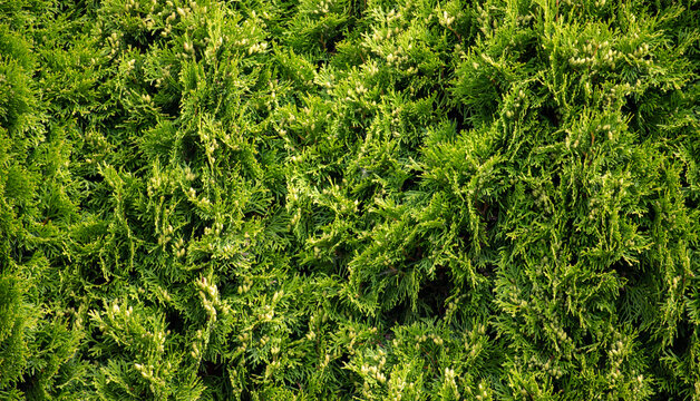 Green thuja conifer foliage background texture