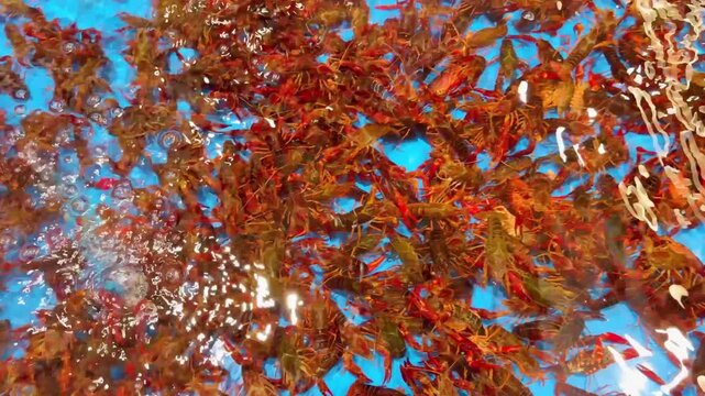 Supermarket Live Seafood Display &ndash; Fresh Crabs, Lobsters, Prawns, Mussels, Clams and Other Shellfish in Aerated Aquarium 