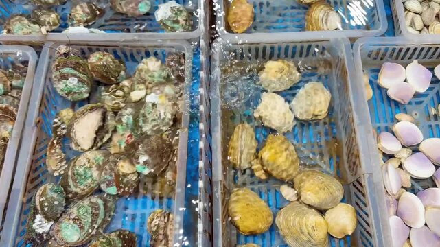 Supermarket Live Seafood Display &ndash; Fresh Crabs, Lobsters, Prawns, Mussels, Clams and Other Shellfish in Aerated Aquarium 